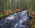 IMG_3913   Gåsträskbäcken  Ljuså